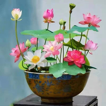 Premium Quality Water Lily Lotus Seeds! Buy 1, Get Another at 40% Off
