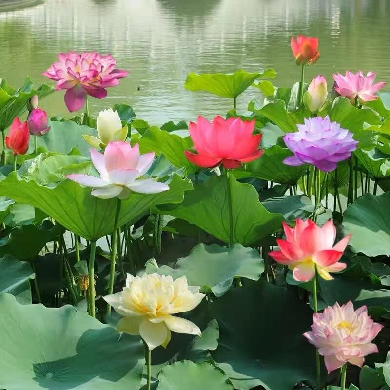 Premium Quality Water Lily Lotus Seeds! Buy 1, Get Another at 40% Off